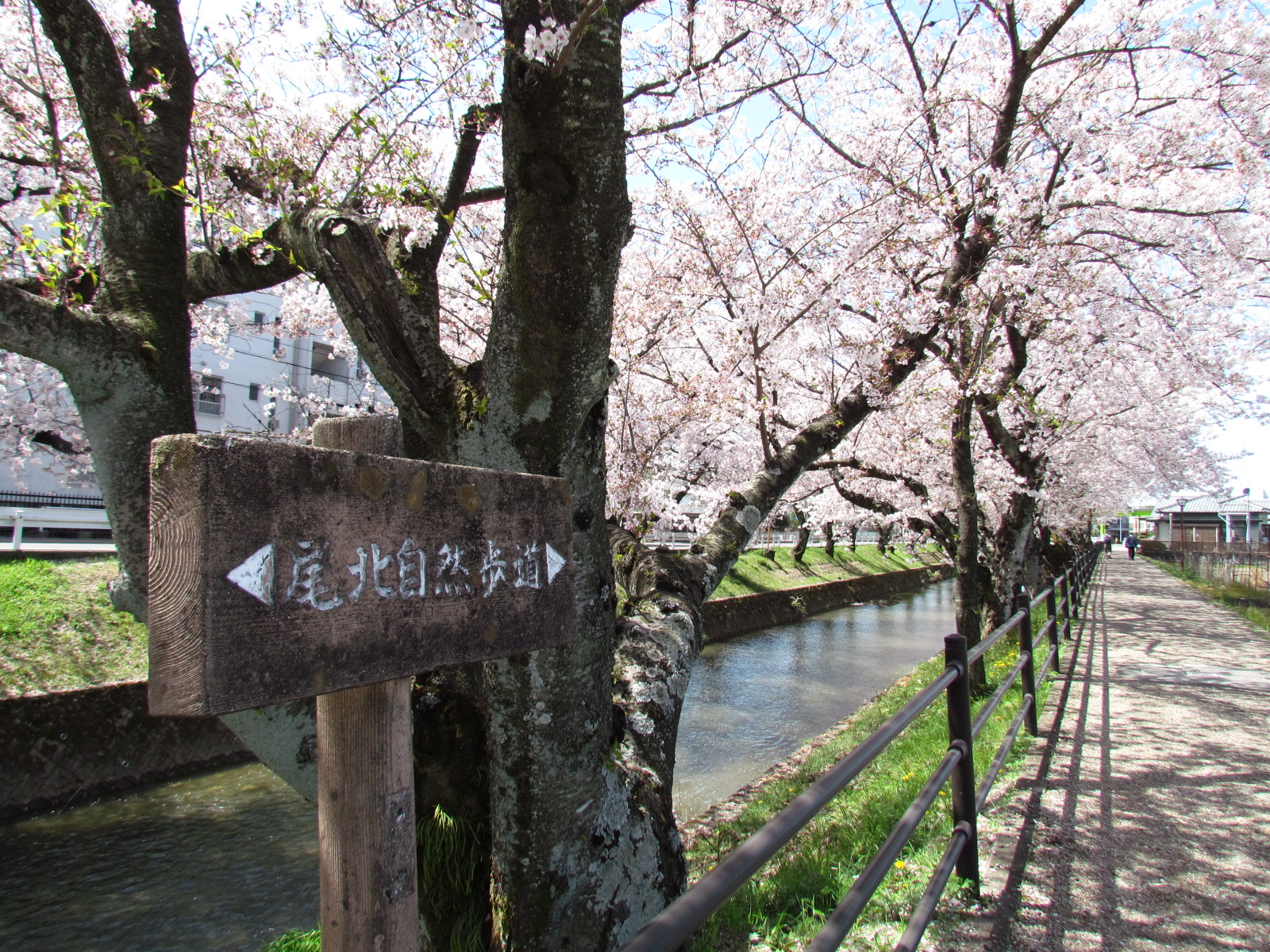 尾北自然歩道の桜
