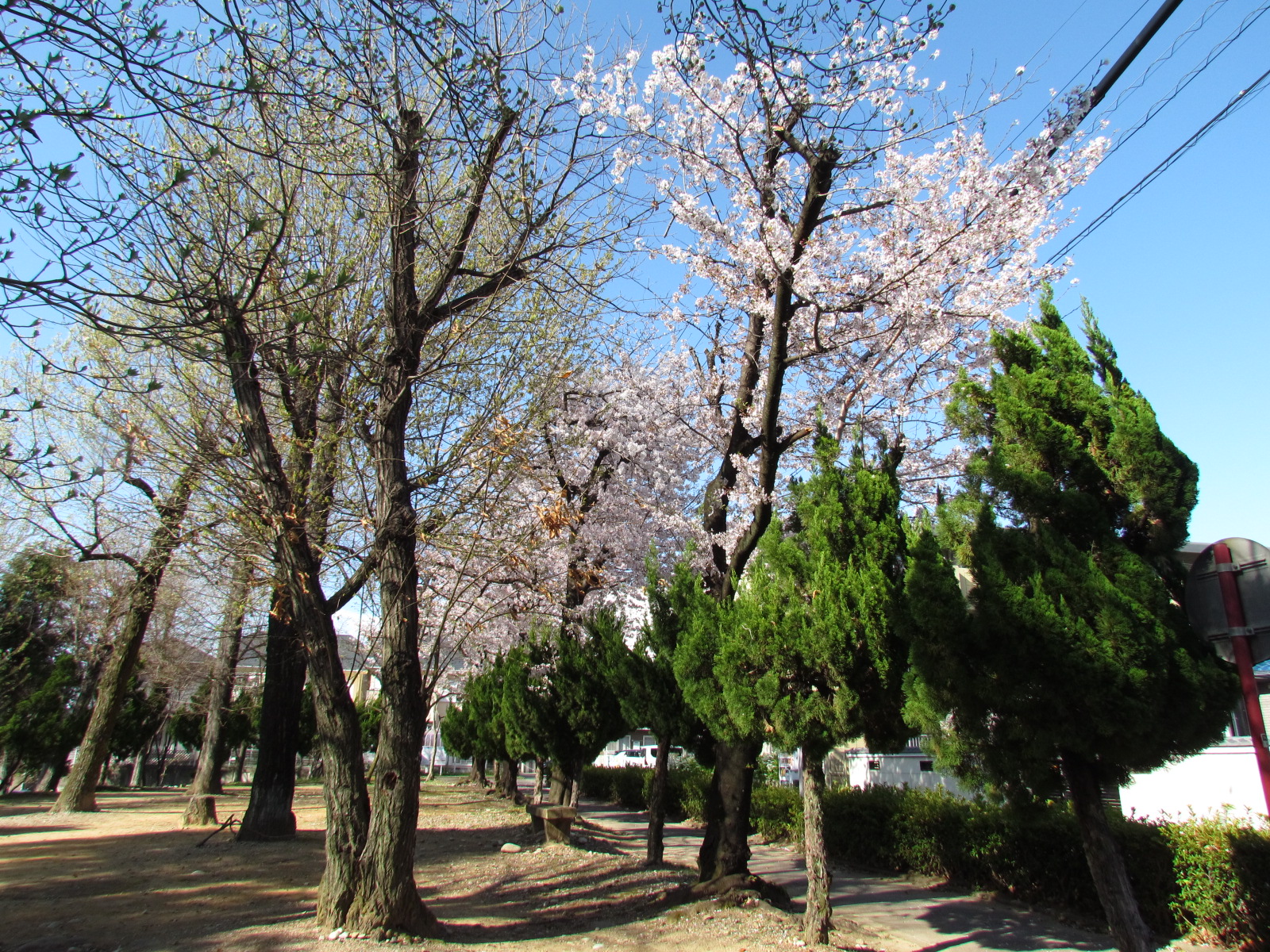 白山ふれあいの森の桜