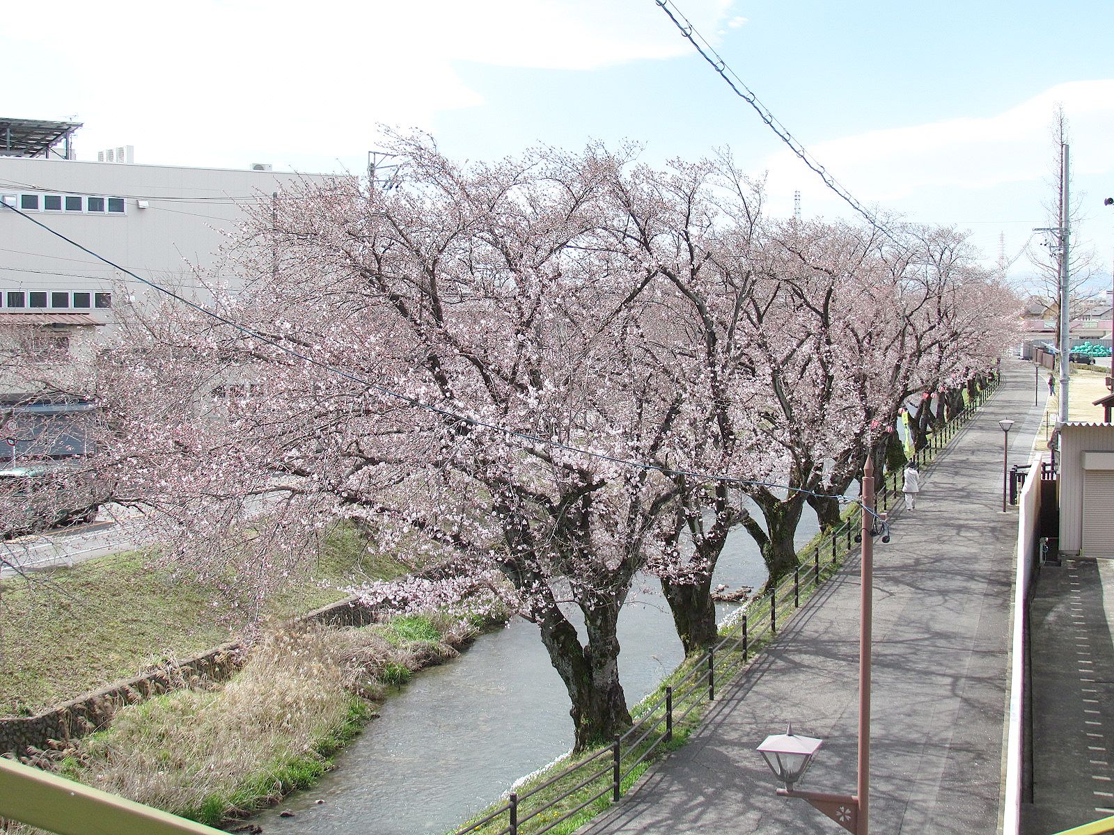 大口町の桜１