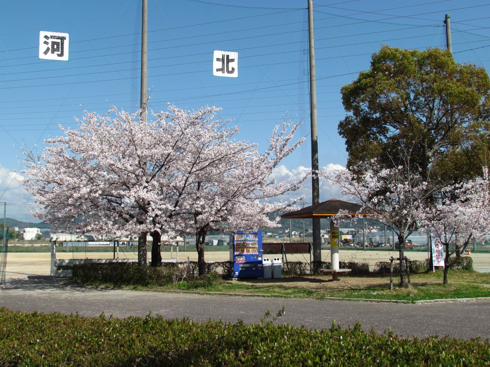 河北グラウンドの桜
