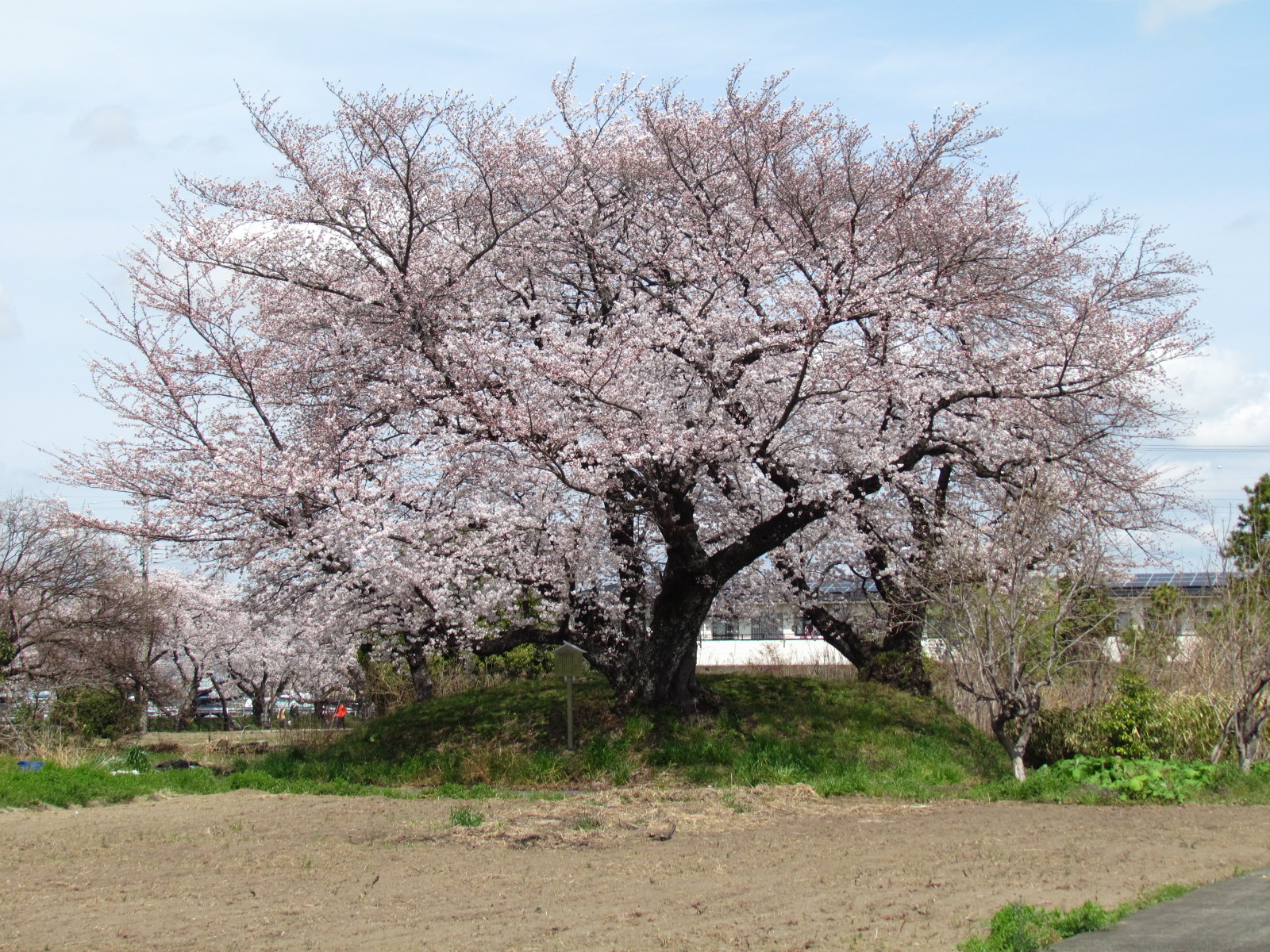 桜塚古墳の桜