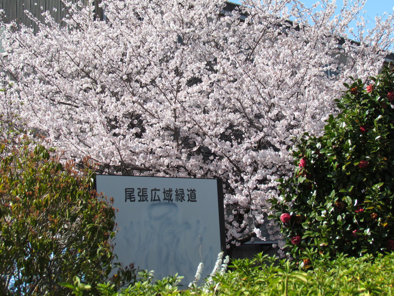 さくらのはな橋の桜