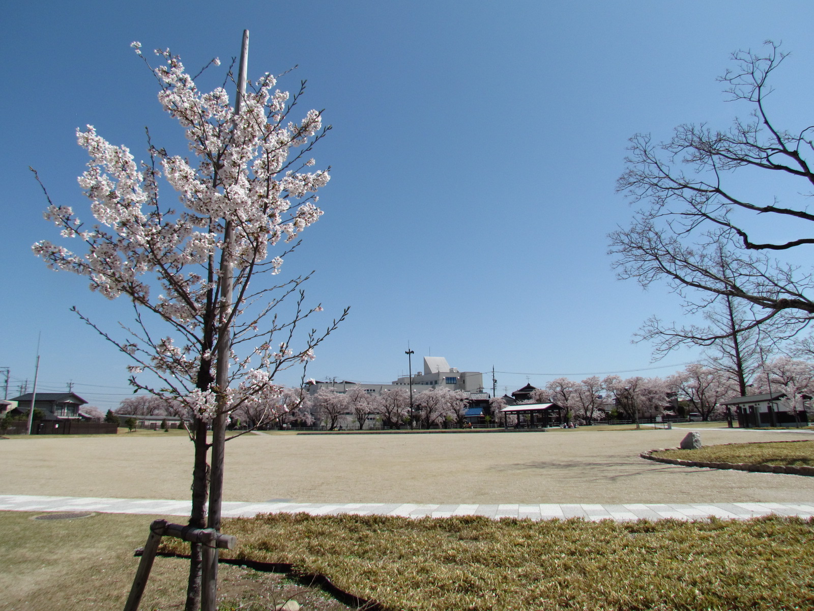 多世代が集い憩い広場の桜
