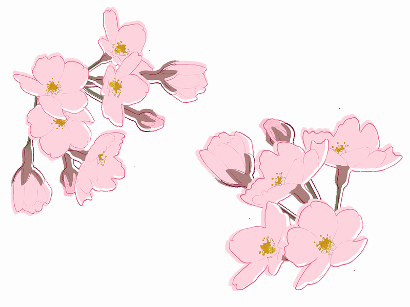 桜のイラスト